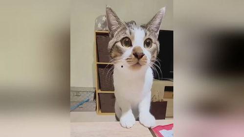 小猫搞笑的视频,小猫萌态逗翻网友